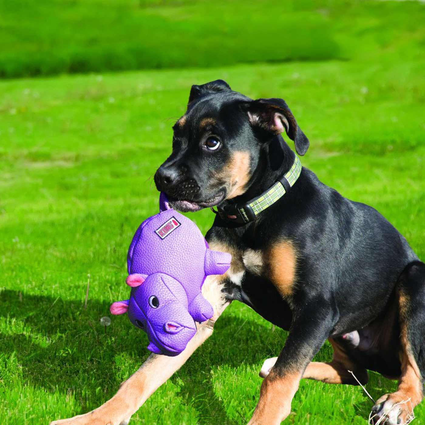 KONG Phatz Hippo
