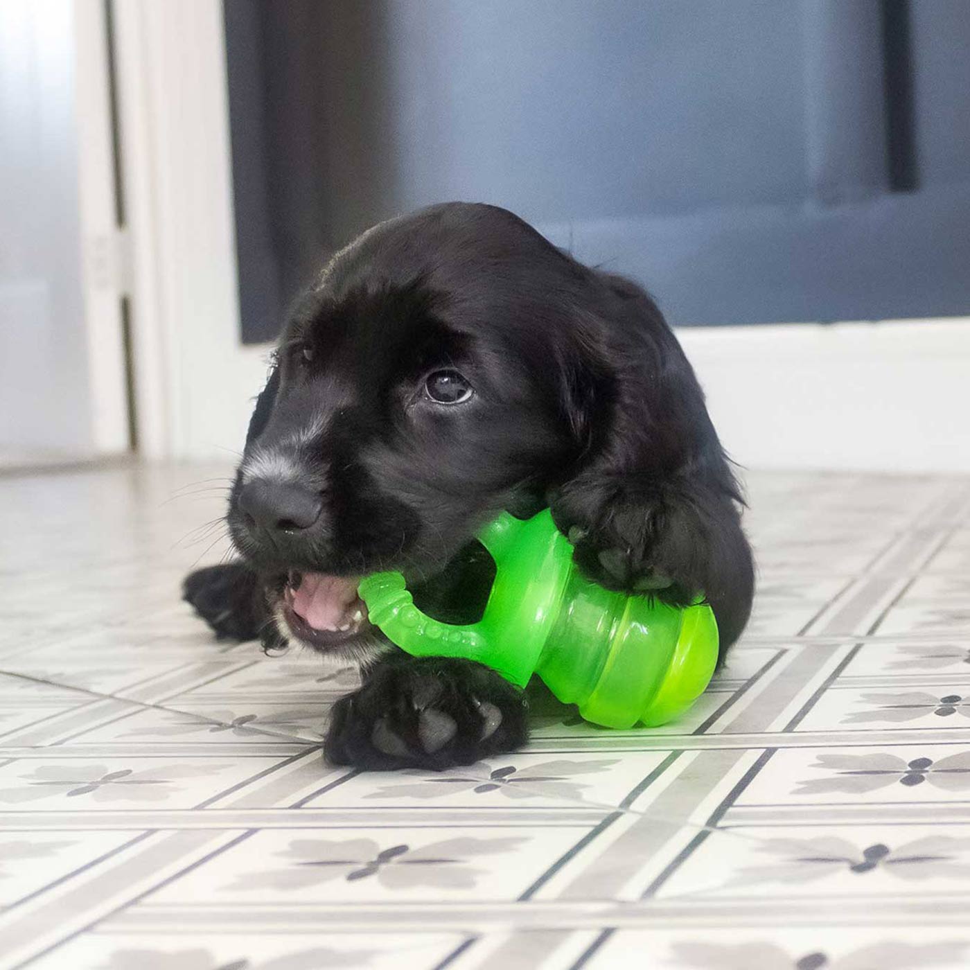 Little Buddy Puppyfier